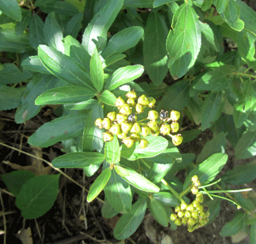 512px-New_Jersey_Tea-berries_(green)_(6232705954).gif