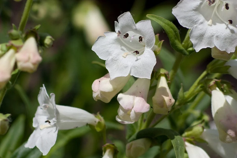 960px-Penstemon_digitalis_-White_Bedder-_2-2733.jpg