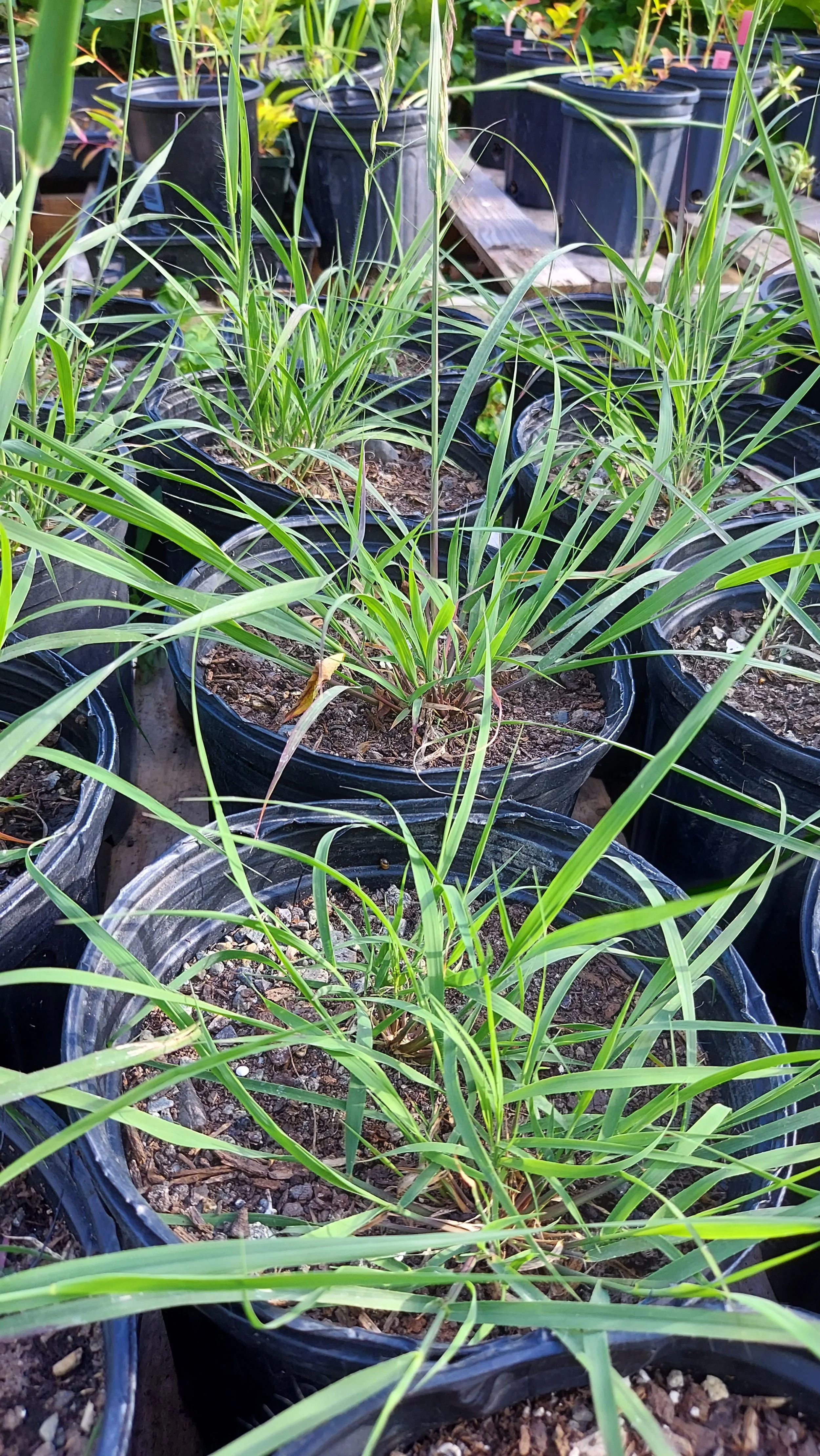sideoats grama4 (1).jpg