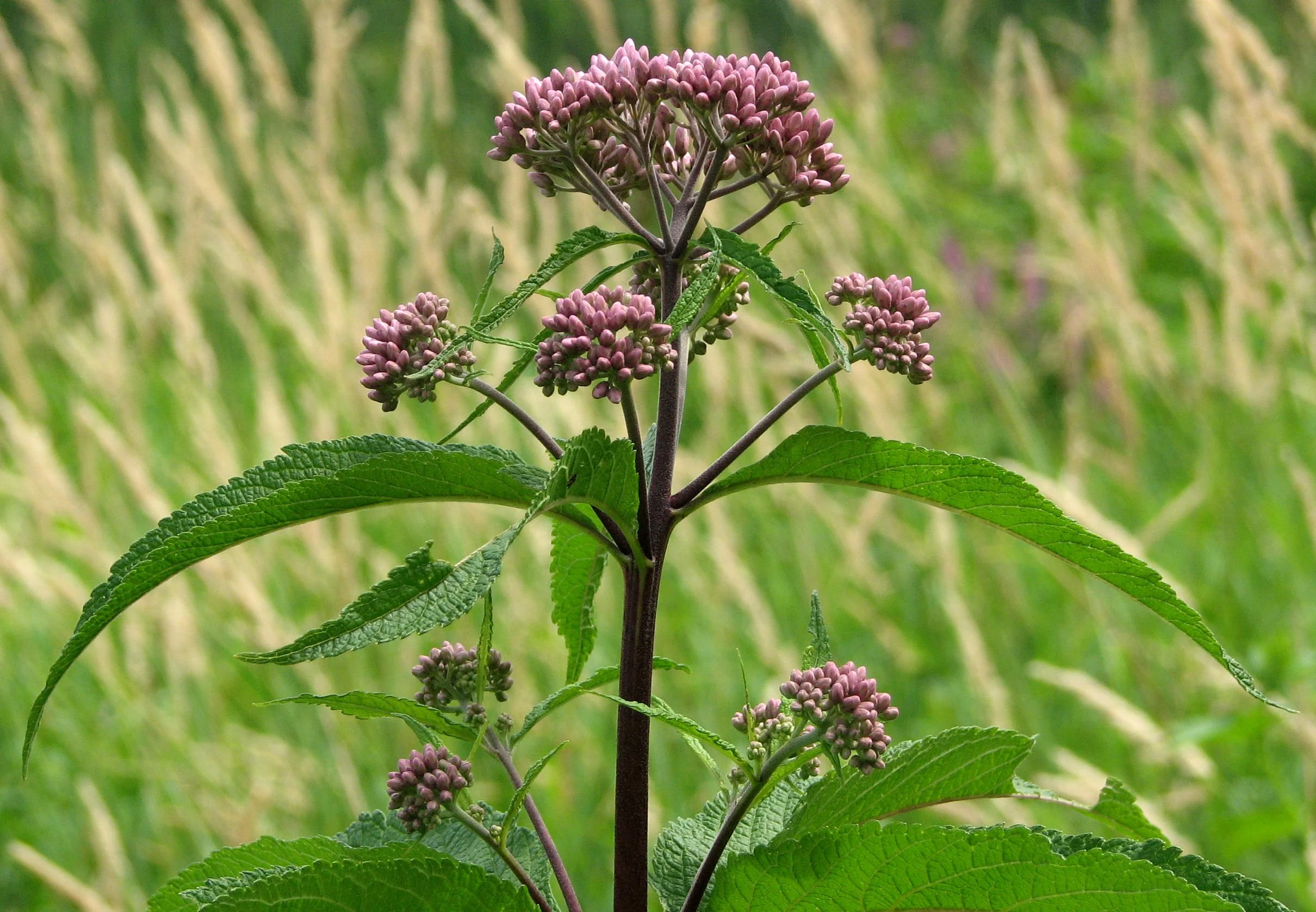 Spotted_Joe-pye_Weed.jpg