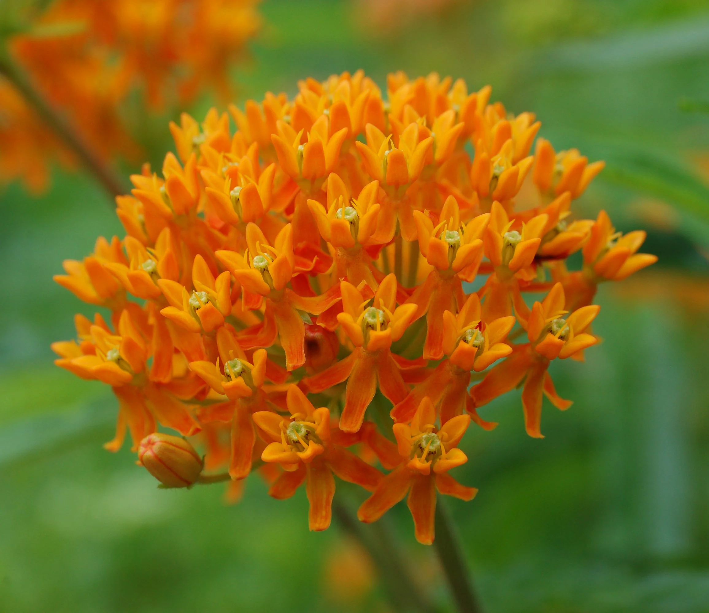 Butterfly_Weed_Asclepias_tuberosa_Umbel.jpg