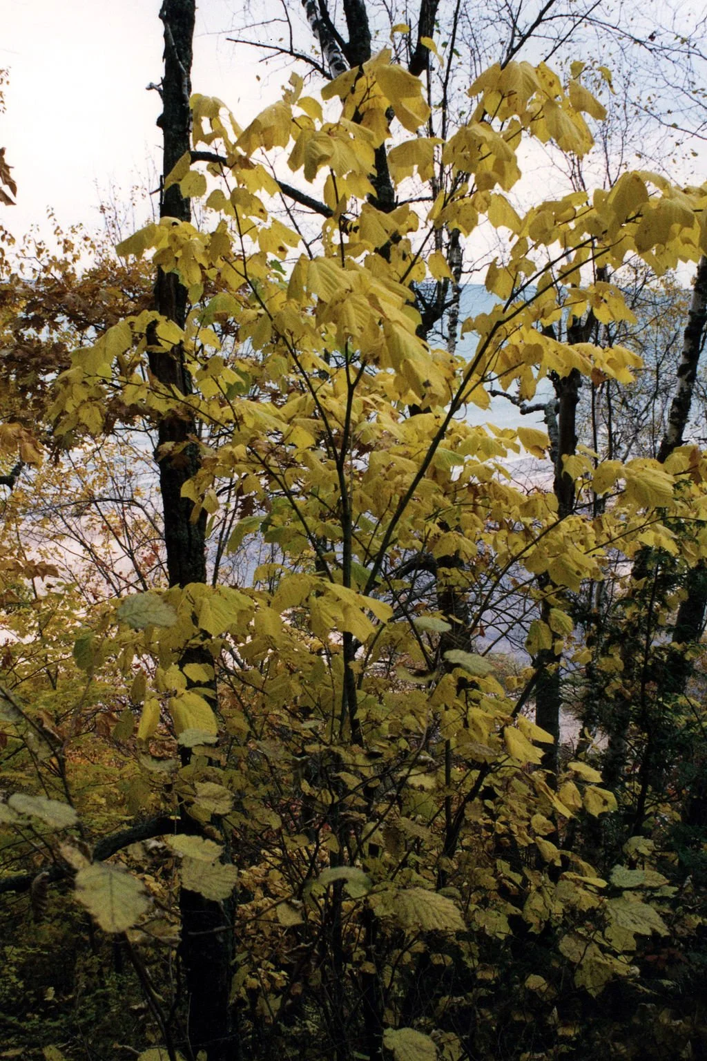 1024px-Acer_pensylvanicum_1219008.jpg