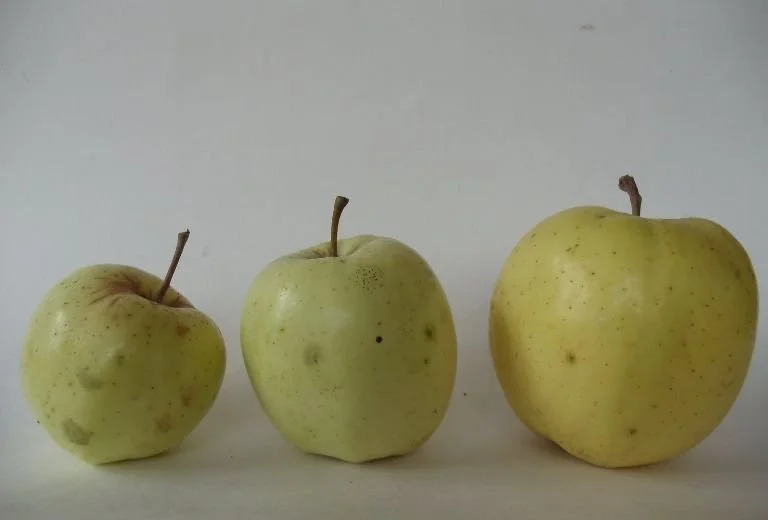 Pomme d'Or apple.jpg