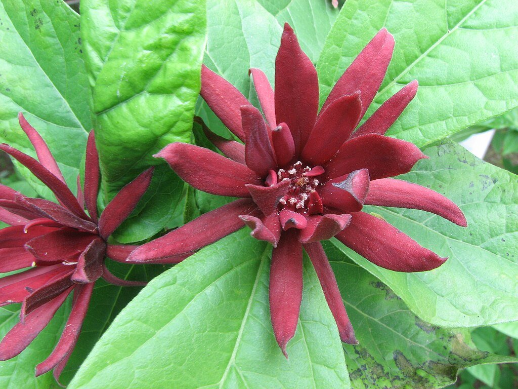 1024px-Calycanthus_floridus.jpg