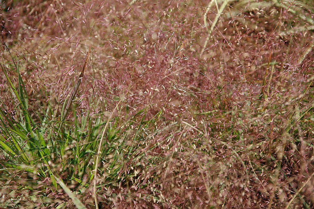 Purple love grass seeding looks like a purple haze