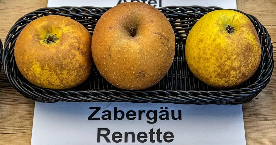 Zabergau Reinette Apple Tree