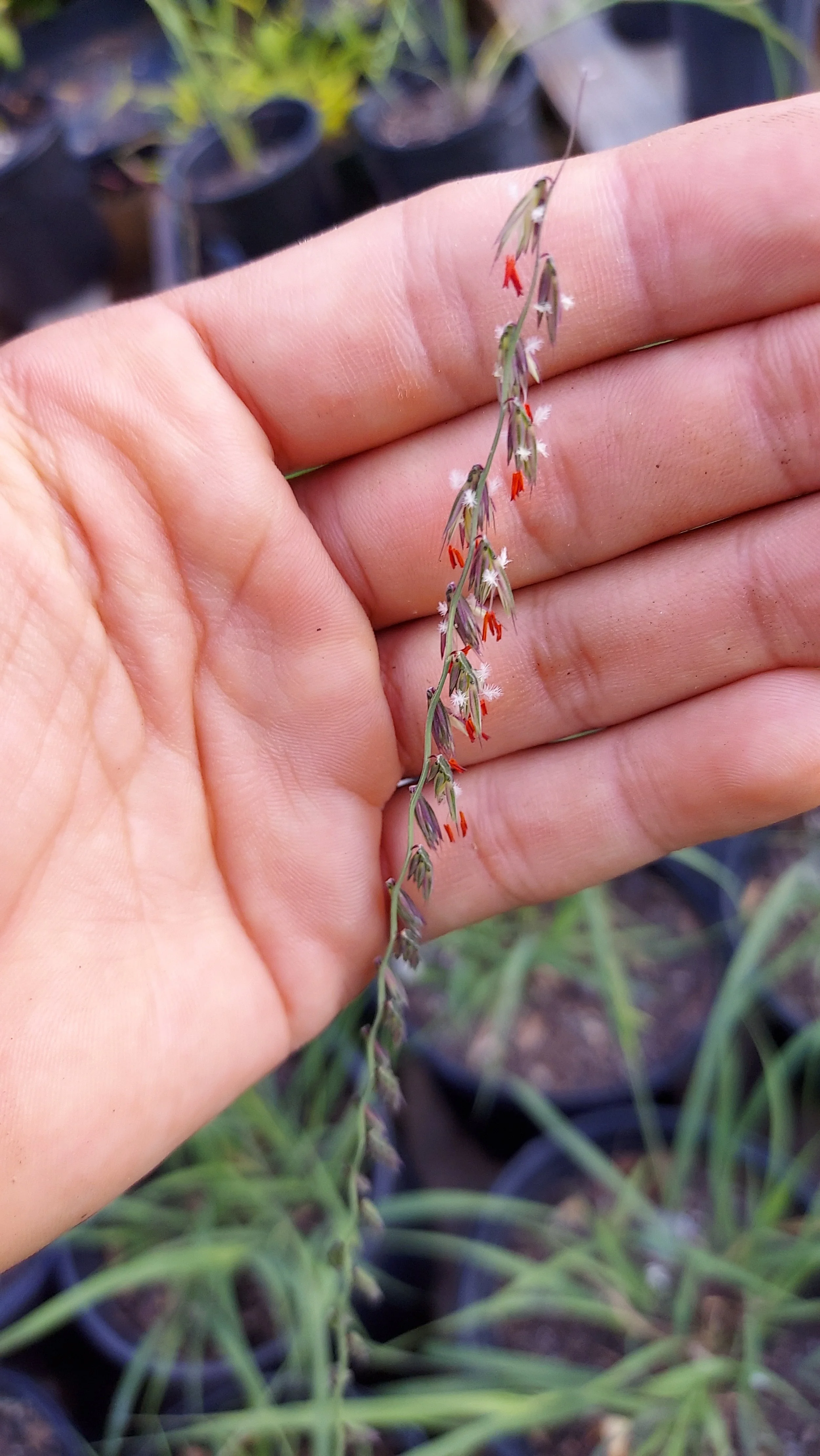 sideoats grama3.jpg