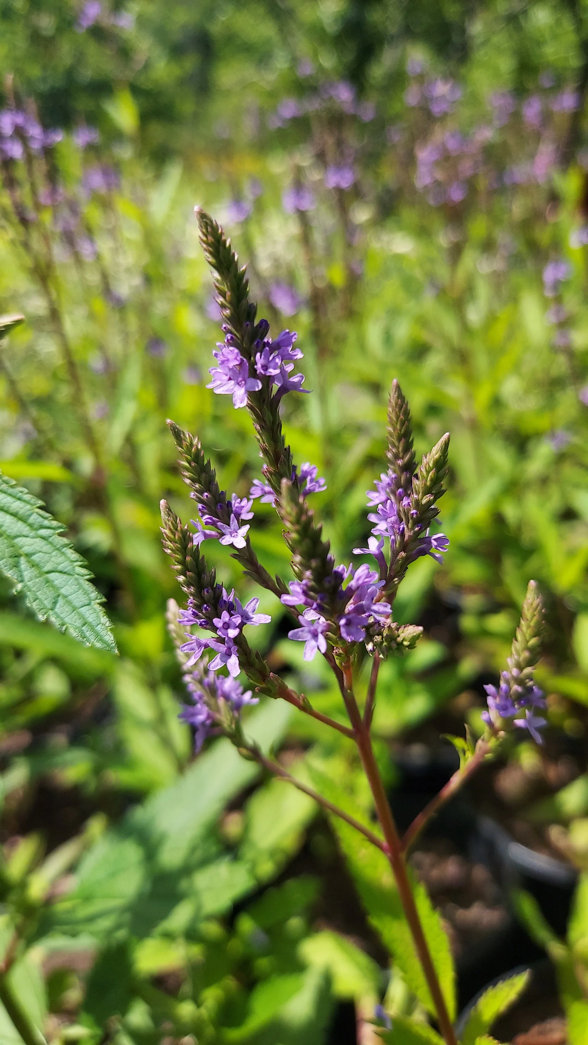 verbena hastata 2.jpg