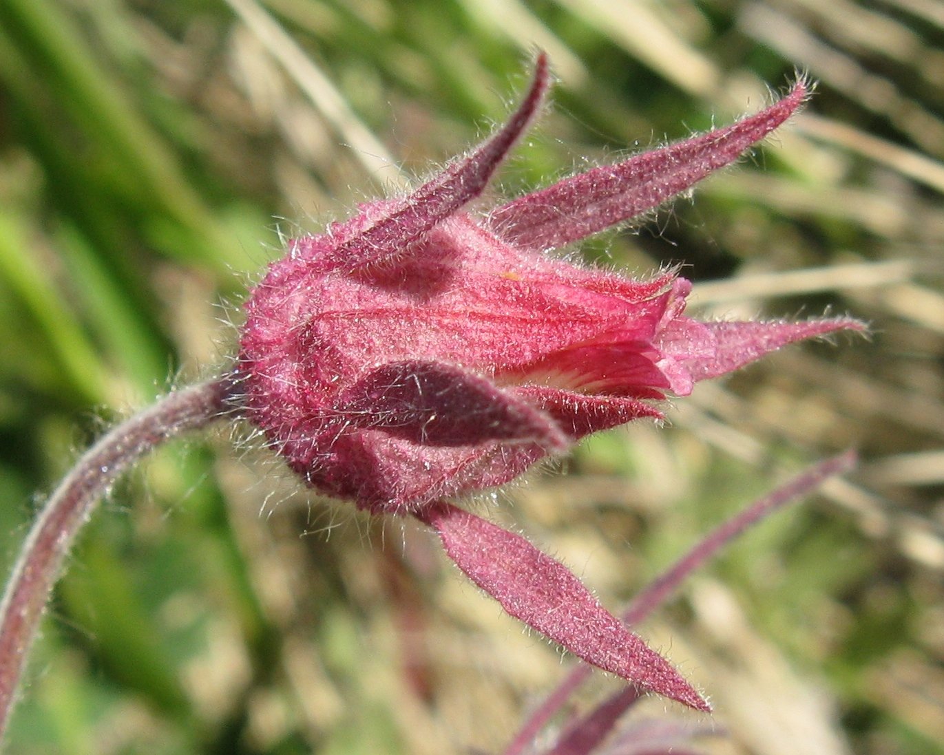 Geum_triflorum_Saskatchewan.jpg