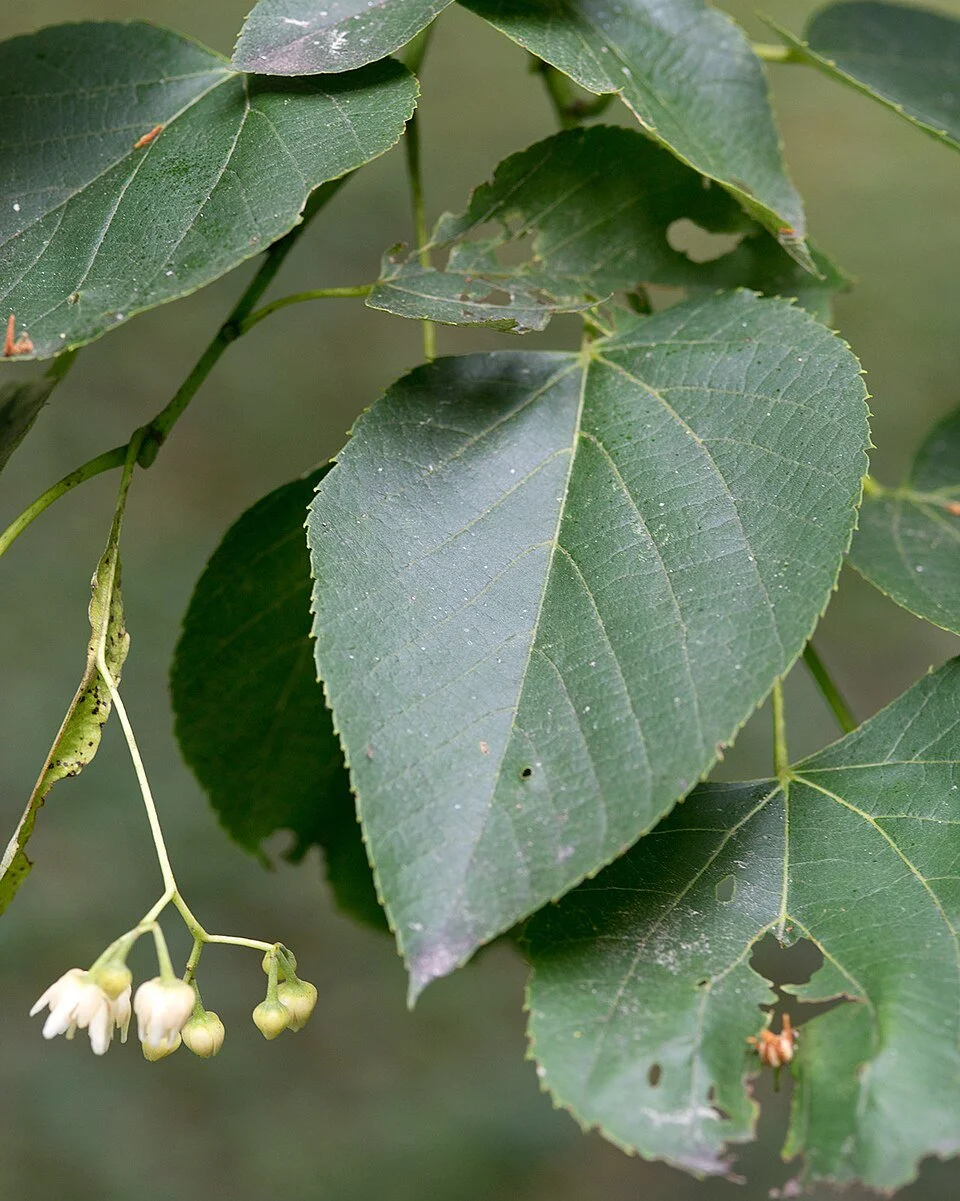 American Linden | Tilia americana