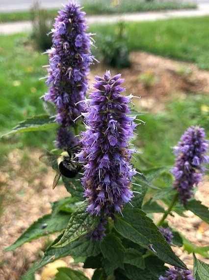 Anise hyssop flower head, purple flower stalk