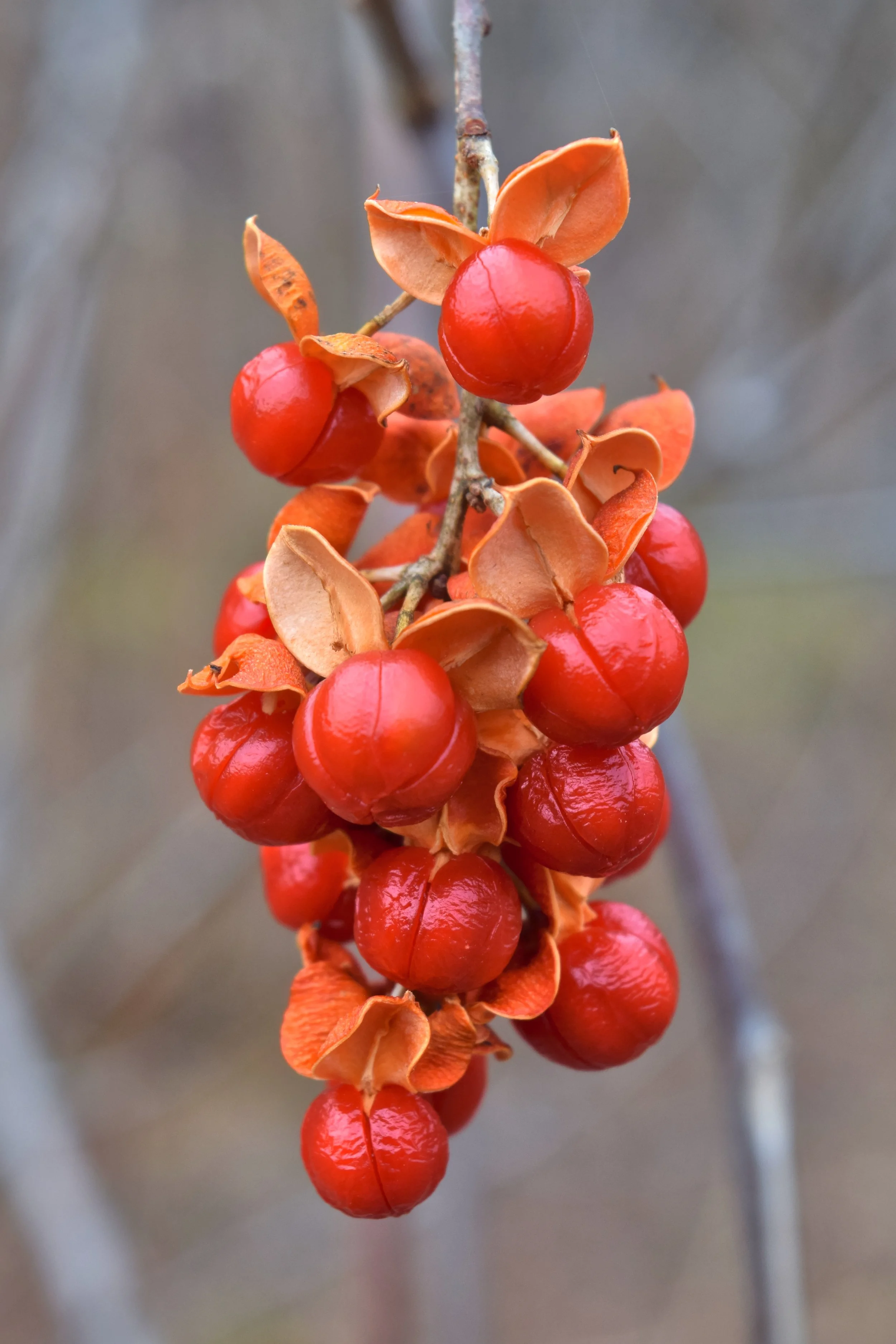 Celastrus_scandens_fruit.jpg