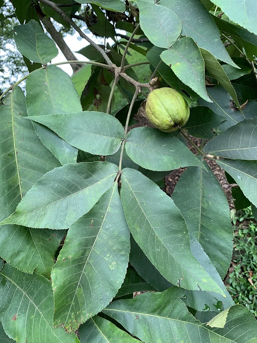 1024px-Carya_ovata—compound_leaf_and_fruit.jpg