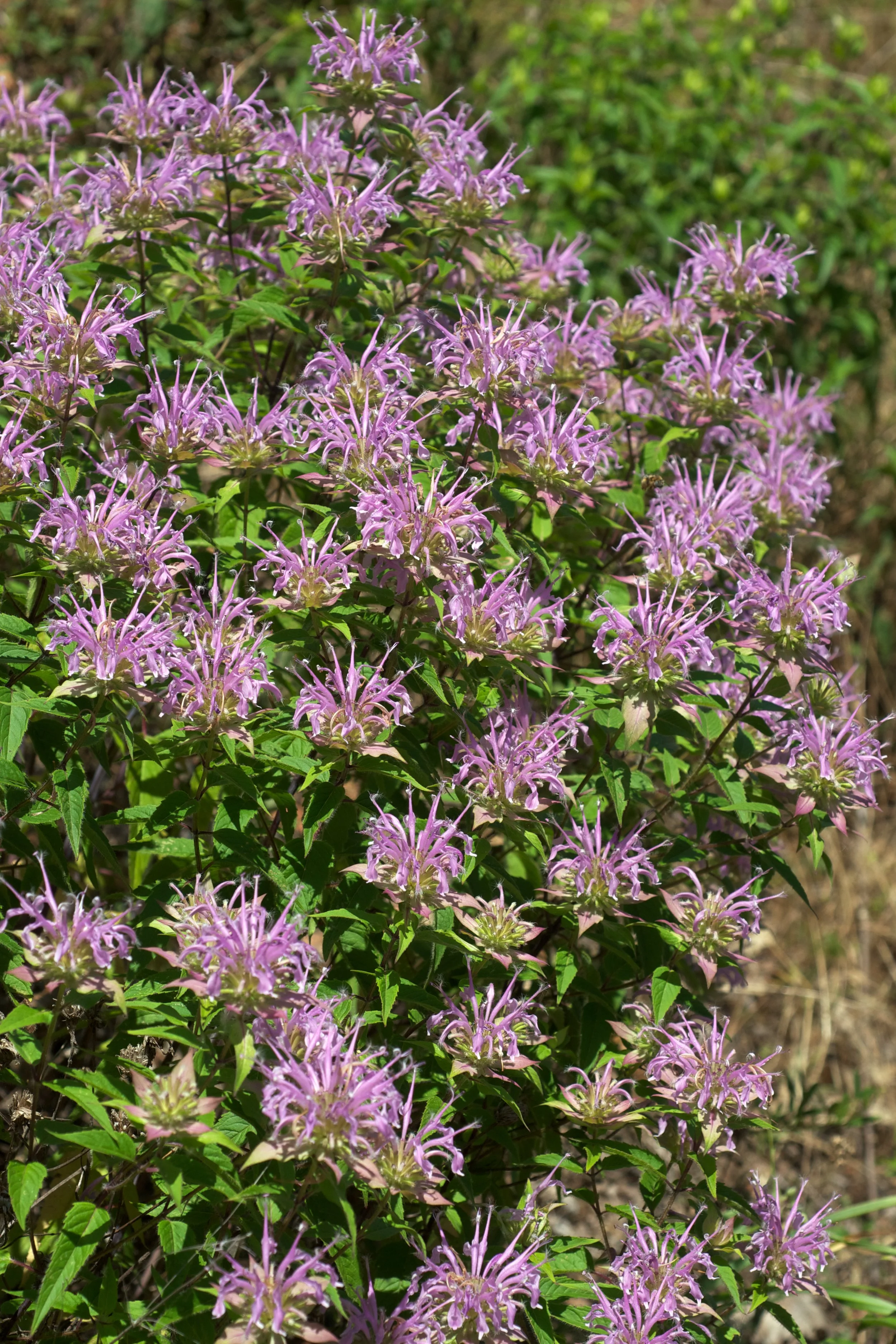 Monarda_fistulosa_Arkansas.jpg