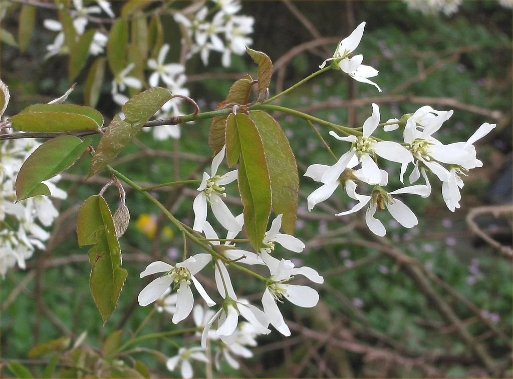 Shadblow Serviceberry | Amelanchier canadensis