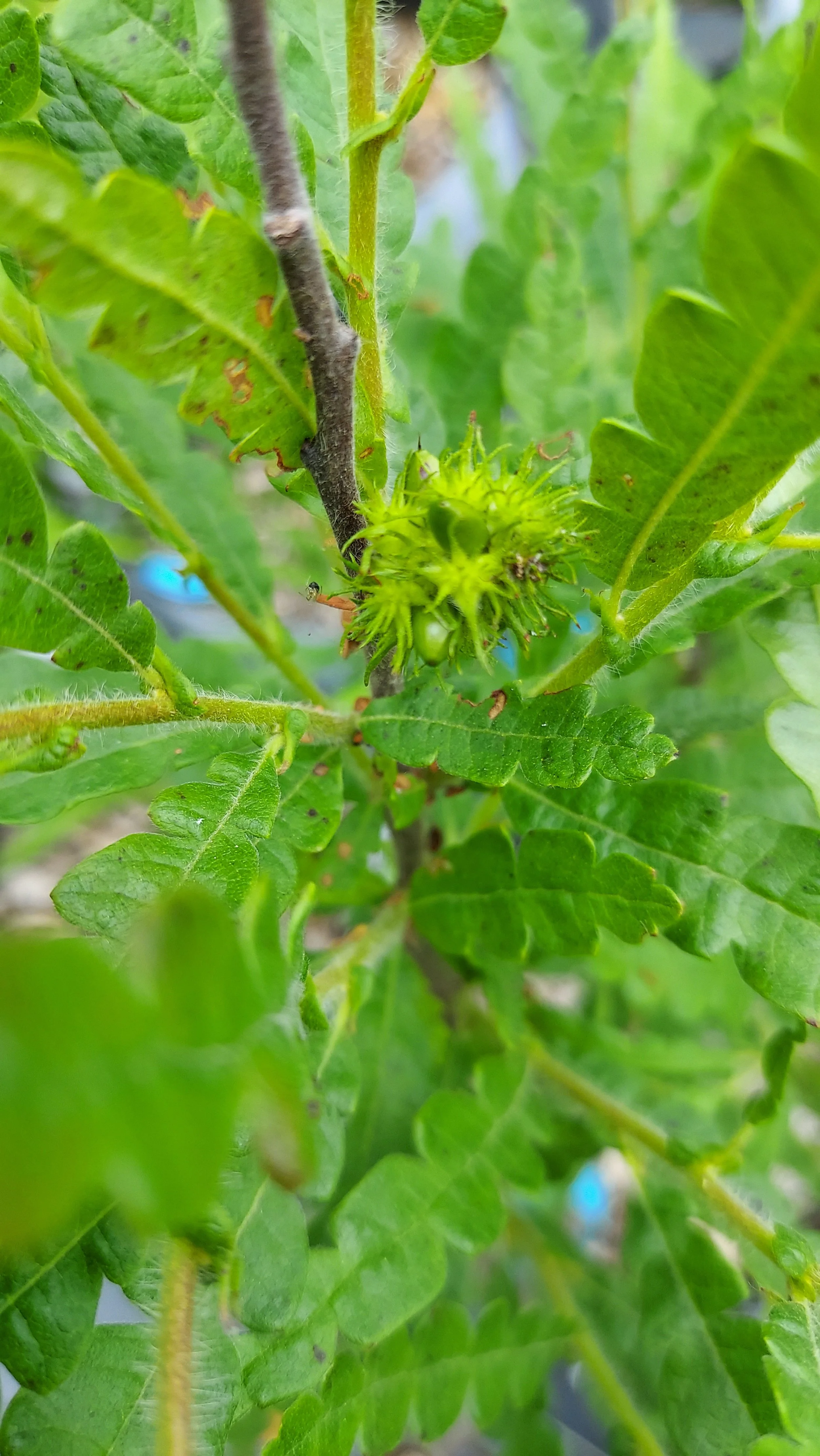 sweetfern4.jpg