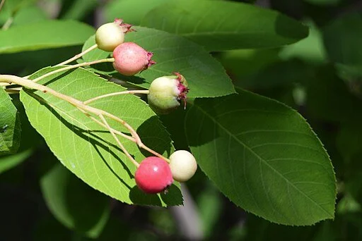512px-Amelanchier_canadensis_berry.jpg