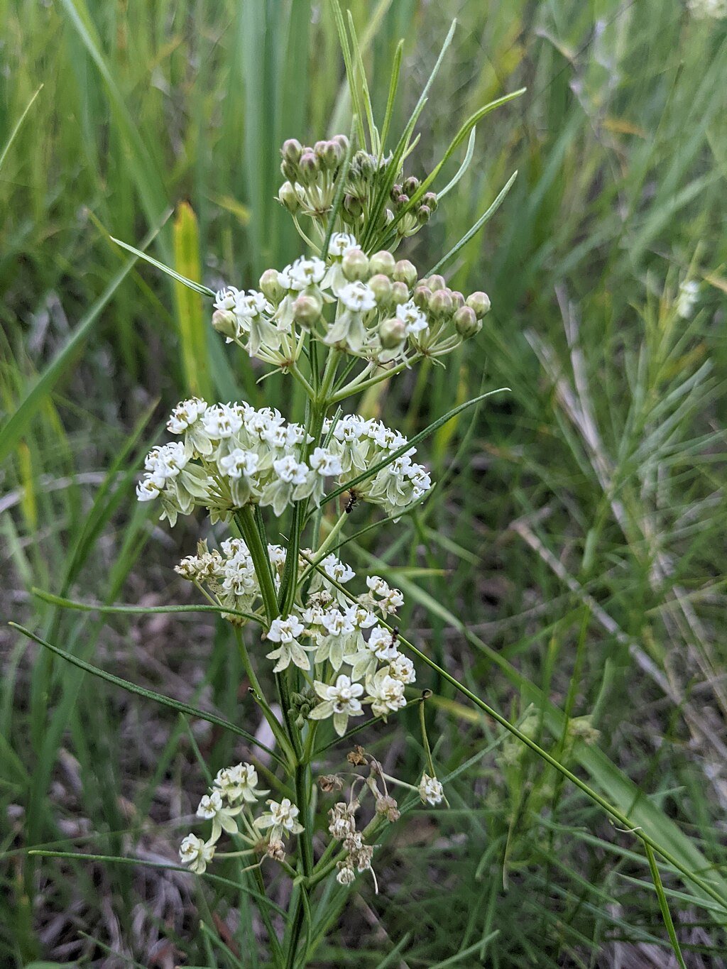 1024px-PXL_20210709_013622578_WHORLED_MILKWEED_CAMDEN_STATE_PARK.jpg