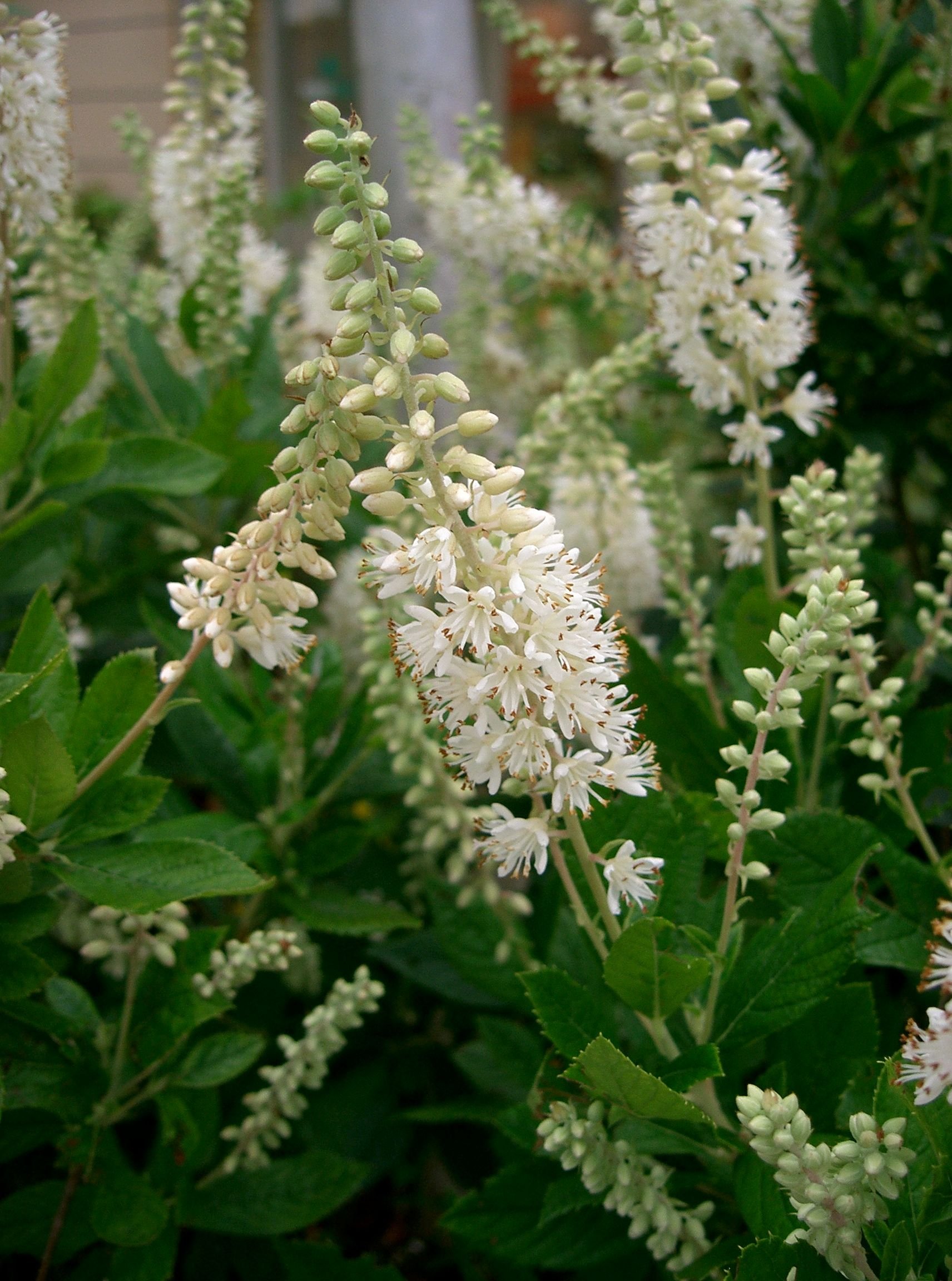 clethra alnifolia 2.jpg
