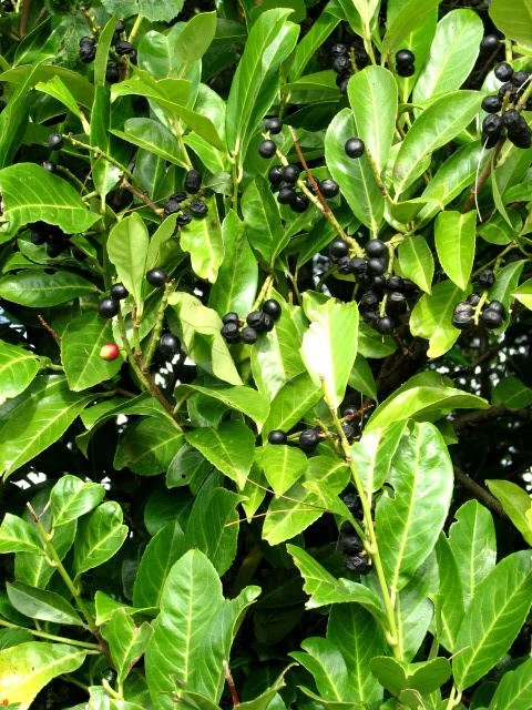 Ilex_glabra_(Inkberry)_-_geograph.org.uk_-_567697.jpg