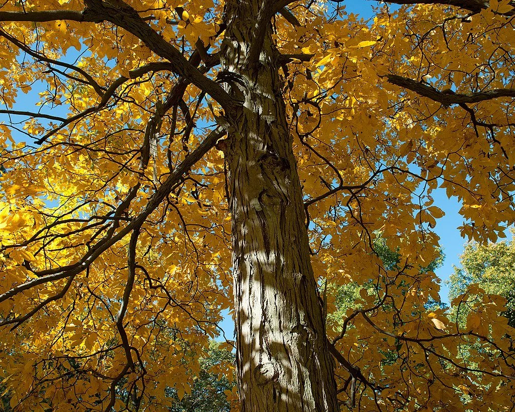 1024px-Carya_ovata_(Shagbark_Hickory)_(26470328789).jpg