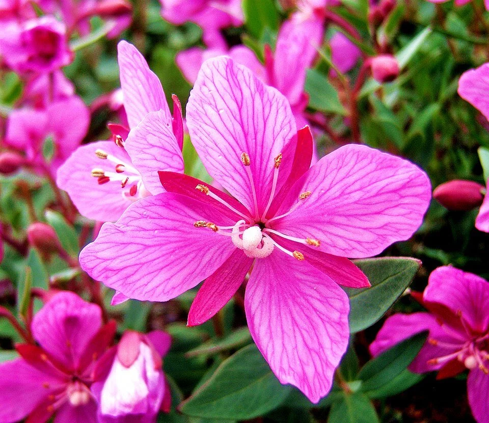 960px-Fireweed_(4819224020).jpg