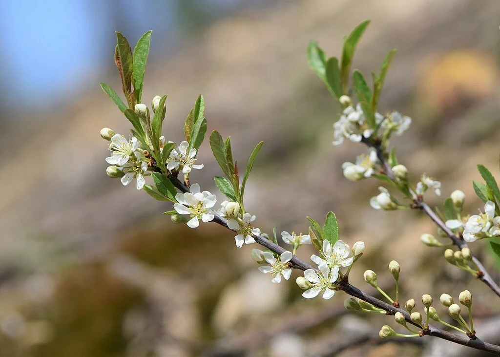 1024px-Prunus_pumila_var._depressa_kz01.jpg