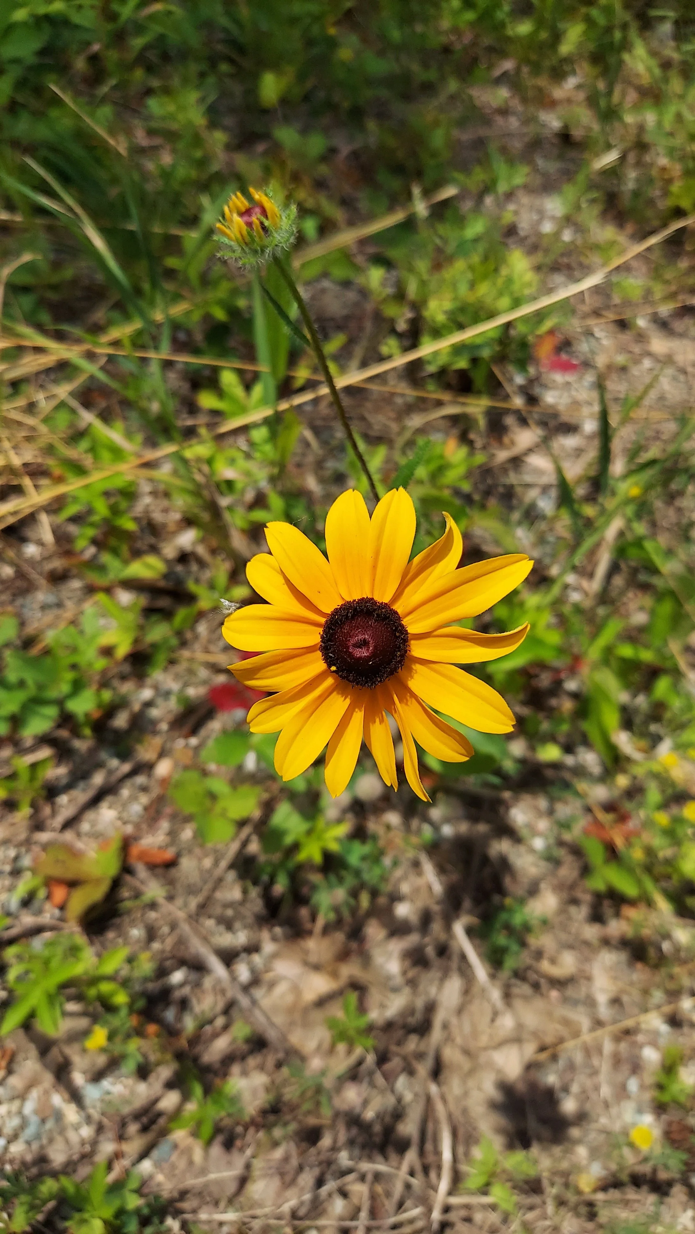 black eyed susan flower head; yellow daisy-like flower with a brown center
