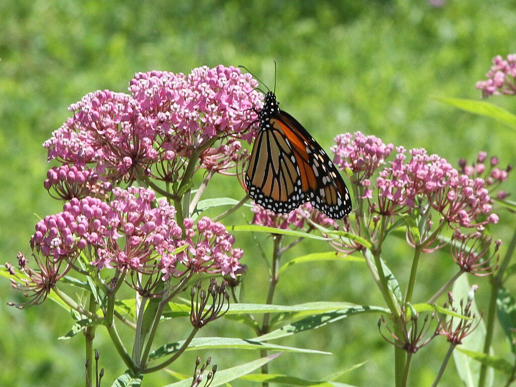 Rosy pink flower cluster on a rose milkweed with a monarch butterfly