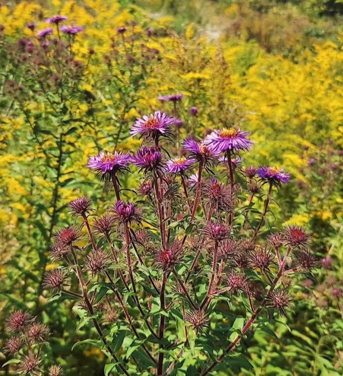 New+england+aster+with+goldenrod.jpg