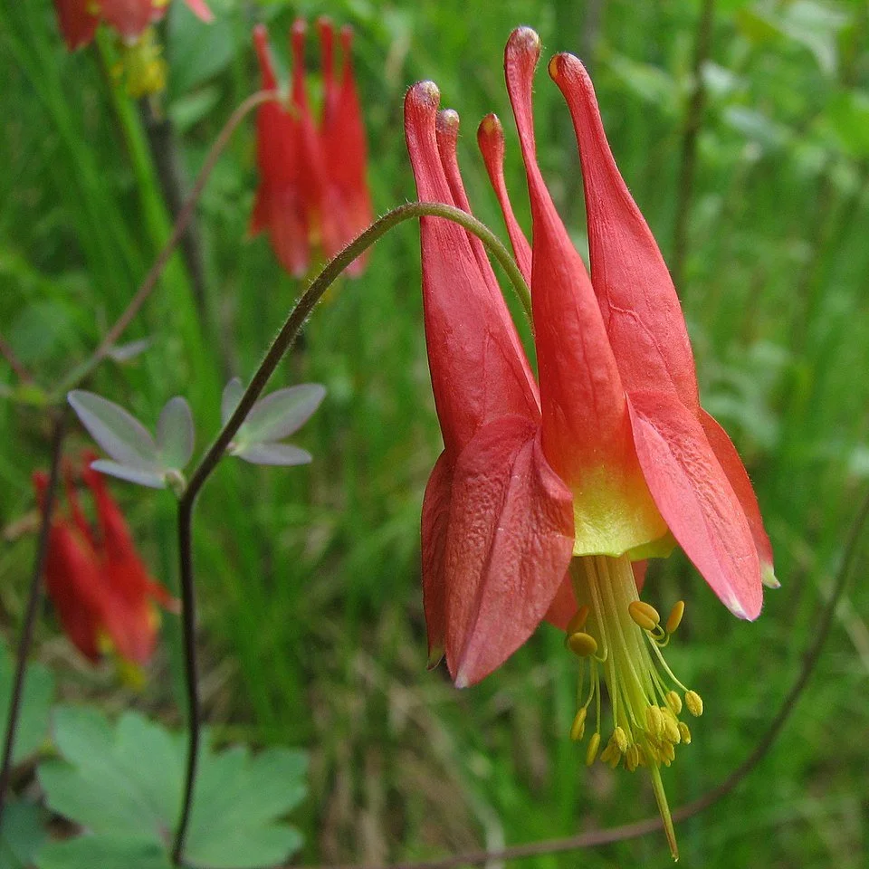 960px-Wild_Columbine.jpg