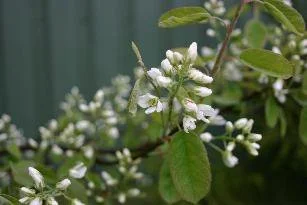 Amelanchier-spicata.jpg