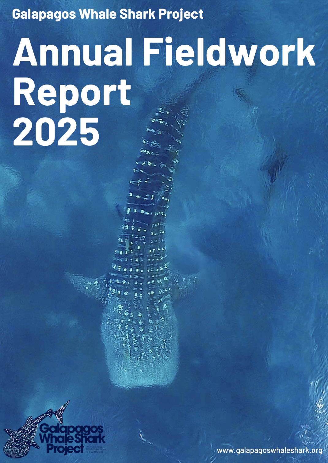 Whale shark photographed from a drone through the surface of the water