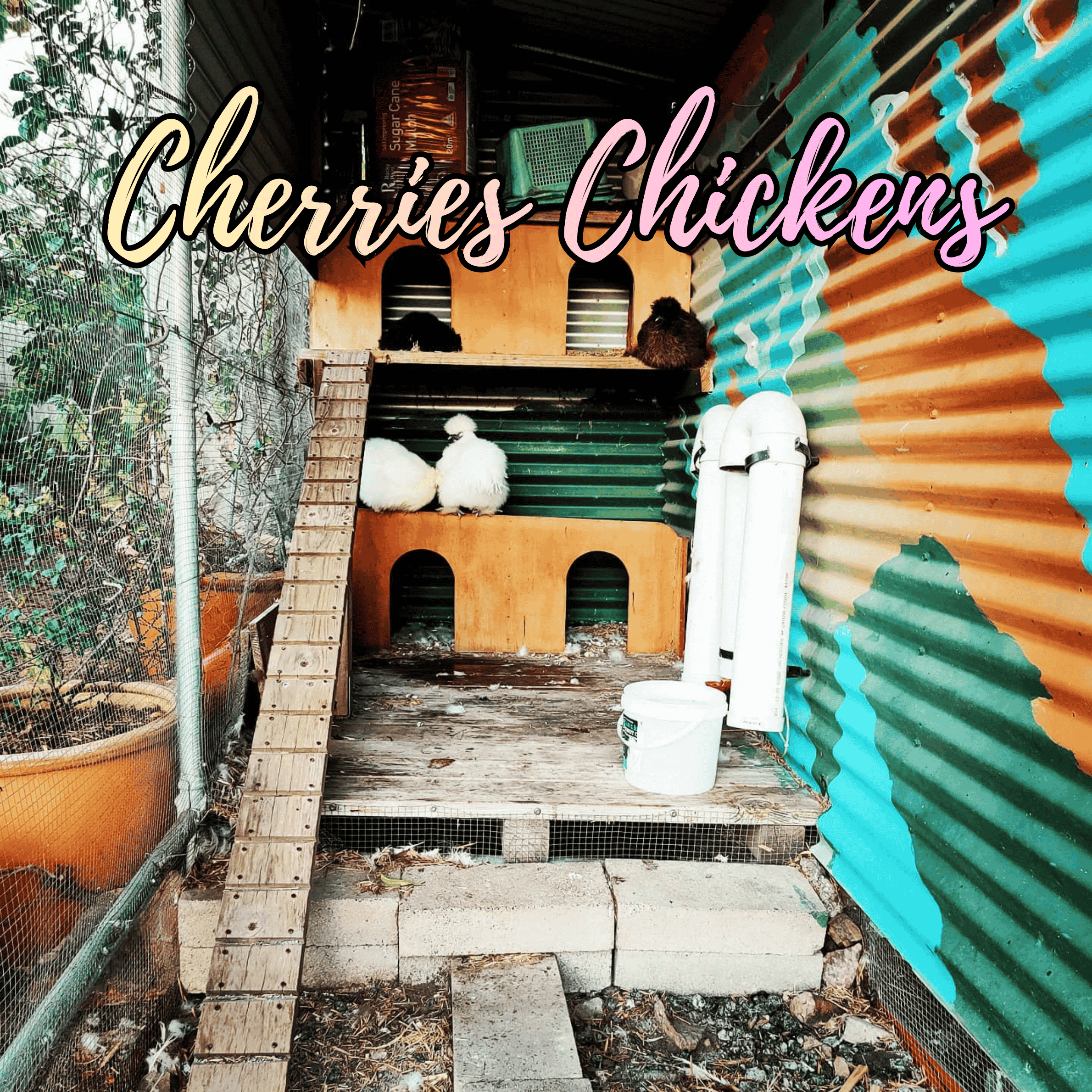Cherries Chickens mockup.png
