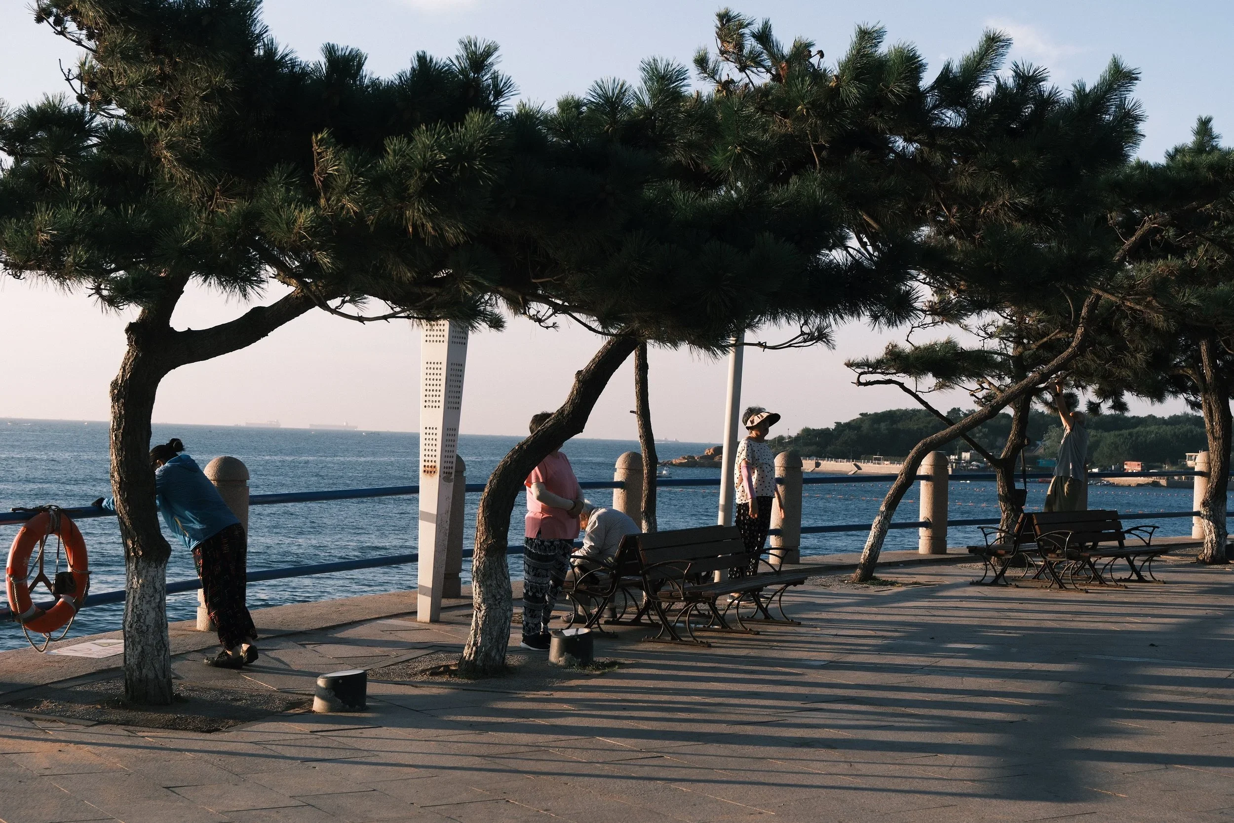 People strolling under leaning pines along the seaside promenade