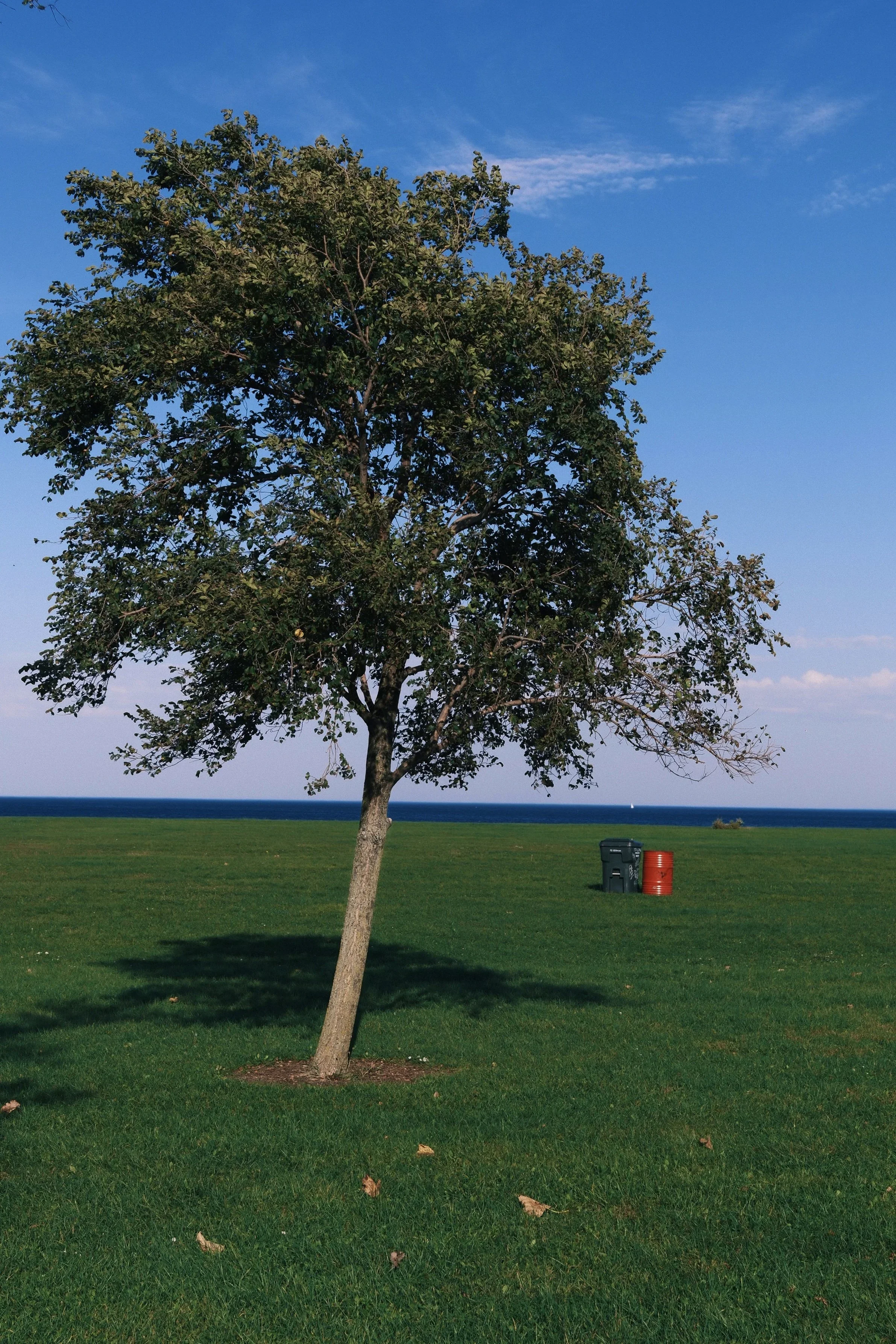 A lone tree on a lakefront lawn under a blue sky