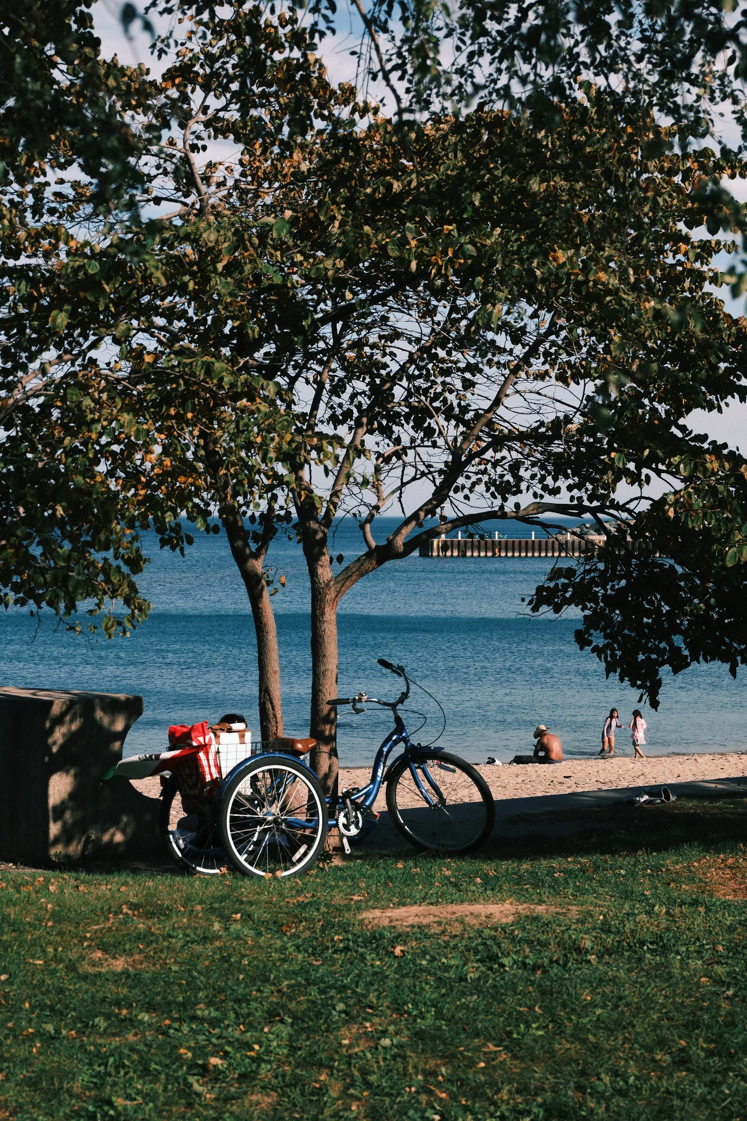 Bikes parked under trees by the lake