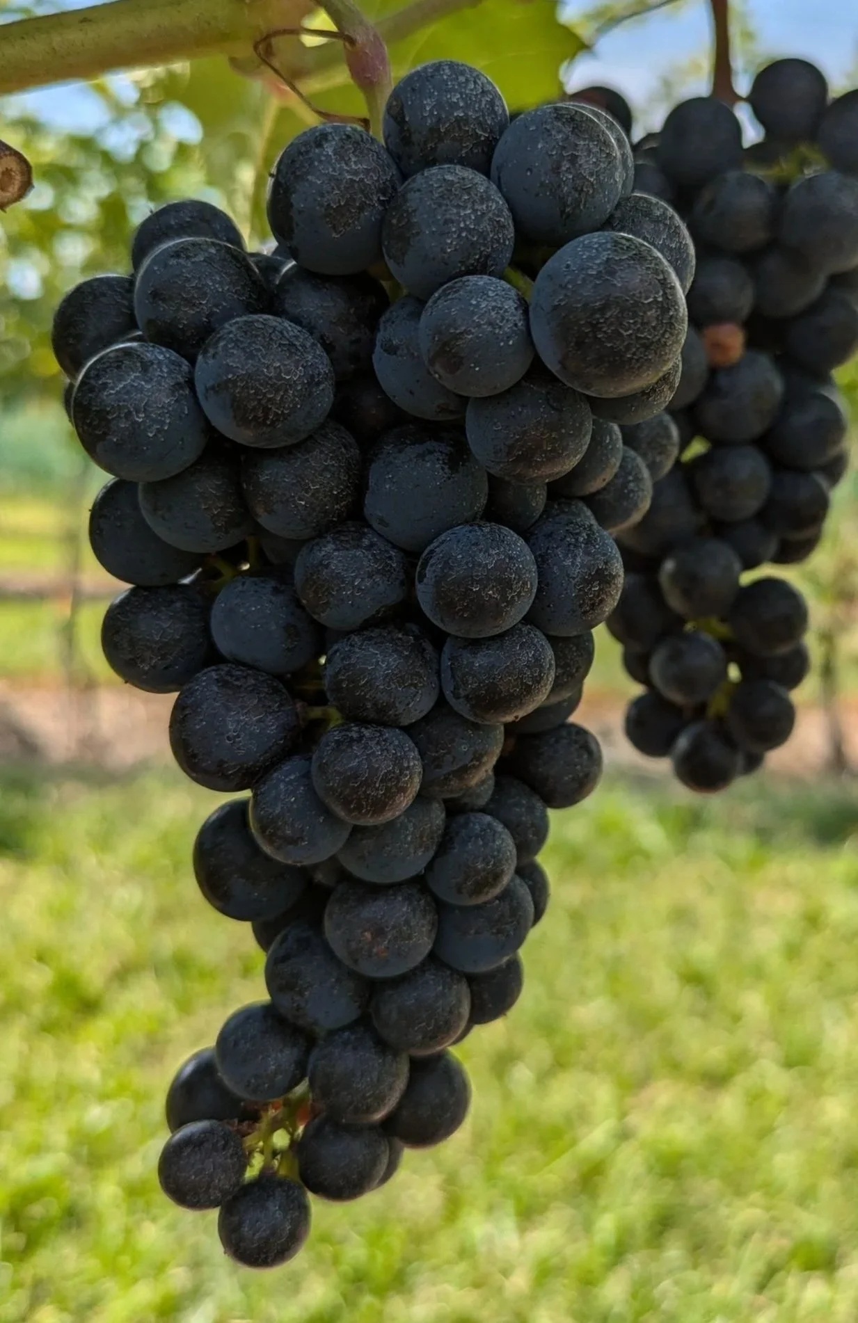 Marquette Grape cluster