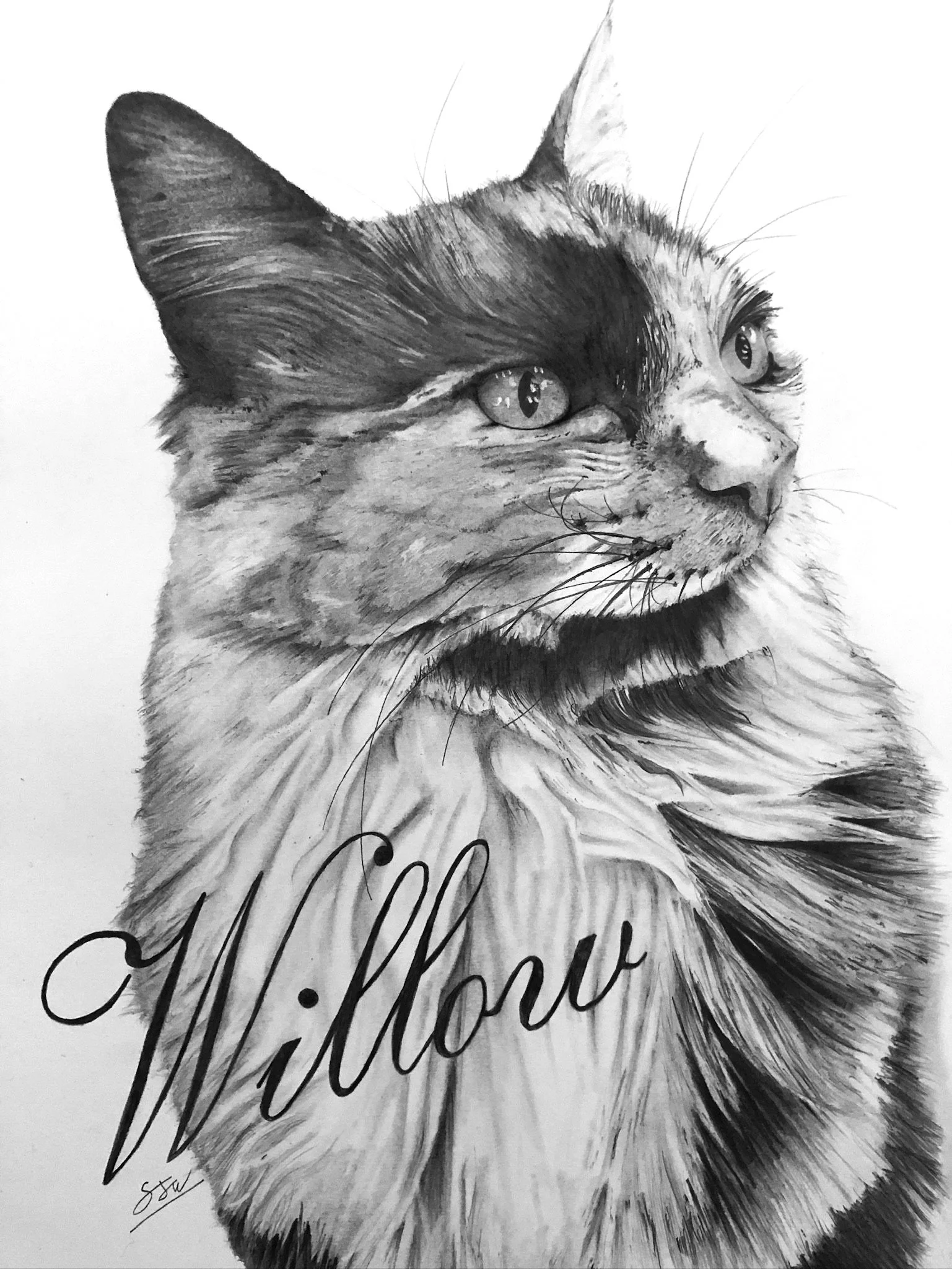 Detailed hand-drawn pet portrait graphite pencil drawing of a cat with the word "Willow" in cursive and the artist's initials.