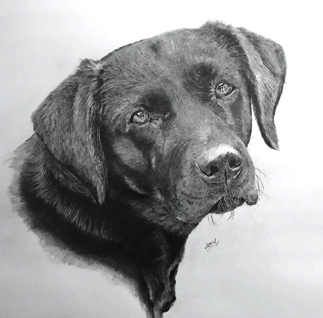 Detailed hand-drawn pet portrait graphite pencil drawing of a Labrador retriever dog with detailed fur and expressive eyes.