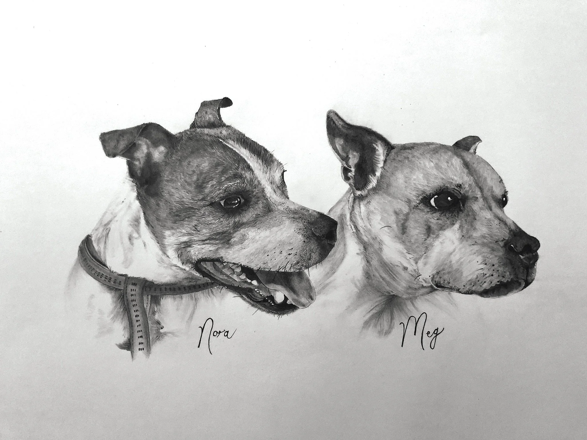 Detailed hand-drawn pet portrait graphite pencil drawing of two dogs, labeled Nora and Meg, with detailed fur and facial features. Nora, on the left, has a collar and an open mouth, while Meg, on the right, has a serious expression.