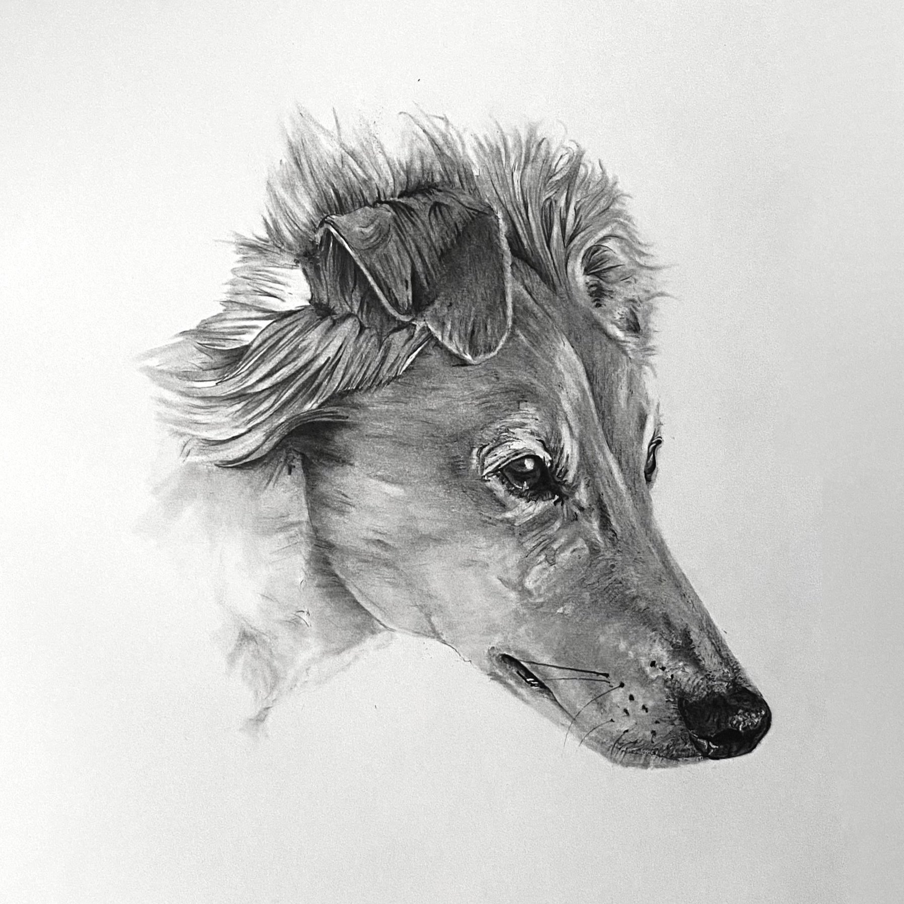 Detailed hand-drawn pet portrait graphite pencil drawing of a dog.