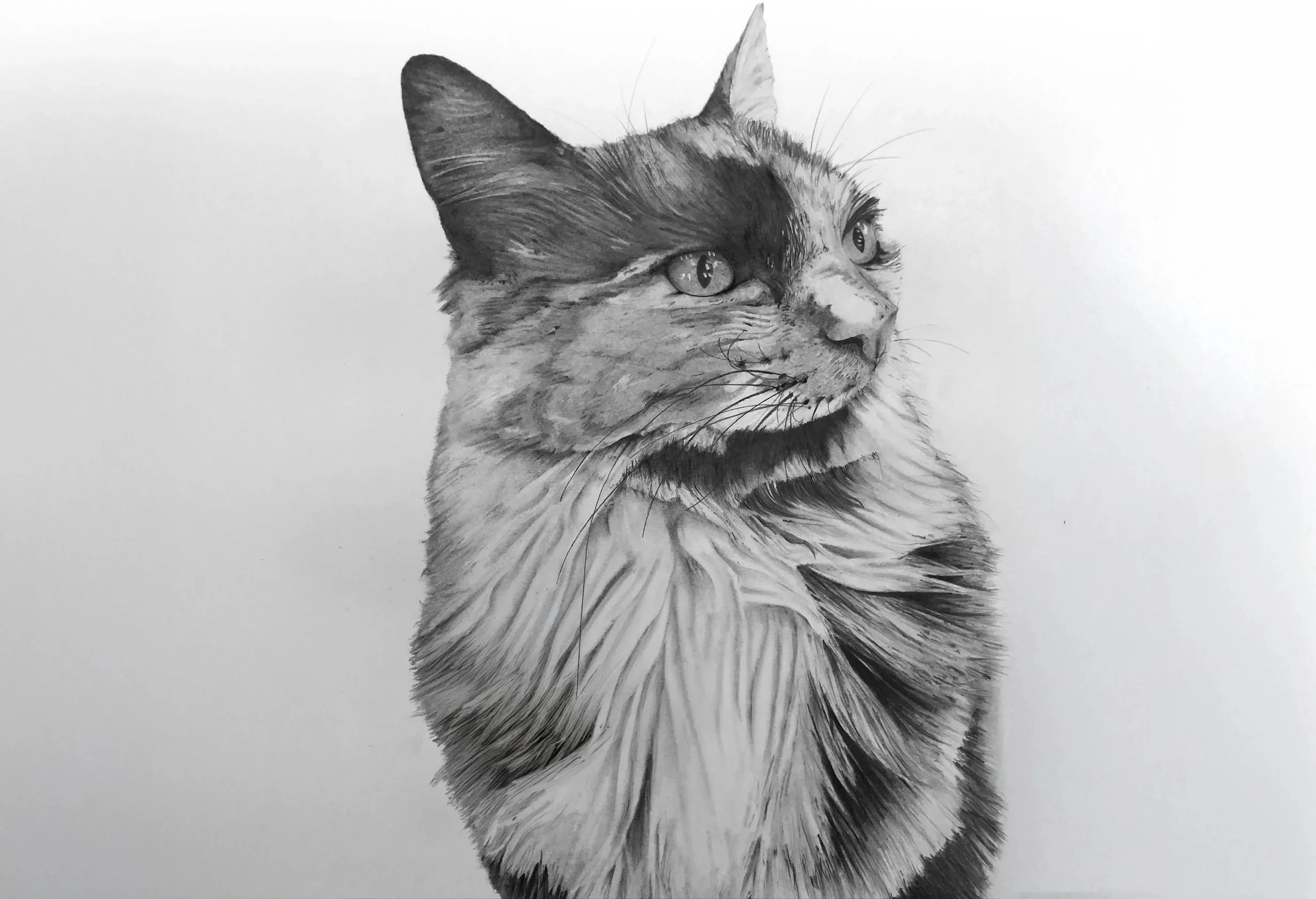 Detailed hand-drawn pet portrait graphite pencil drawing of a cat, showing its side profile with textured fur and expression.