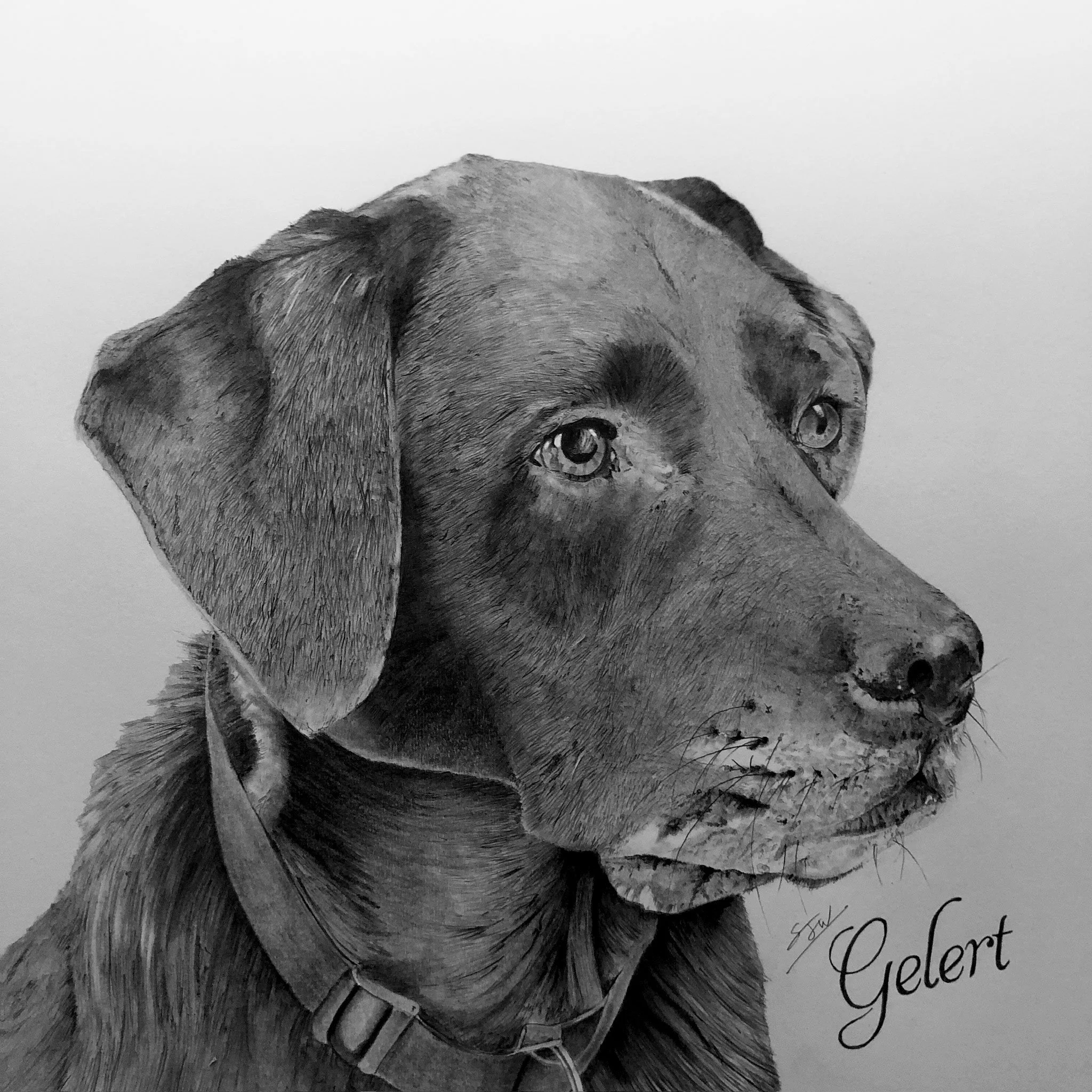Detailed hand-drawn pet portrait graphite pencil drawing of a dog, wearing a collar, and the name Gelert written in cursive script font.