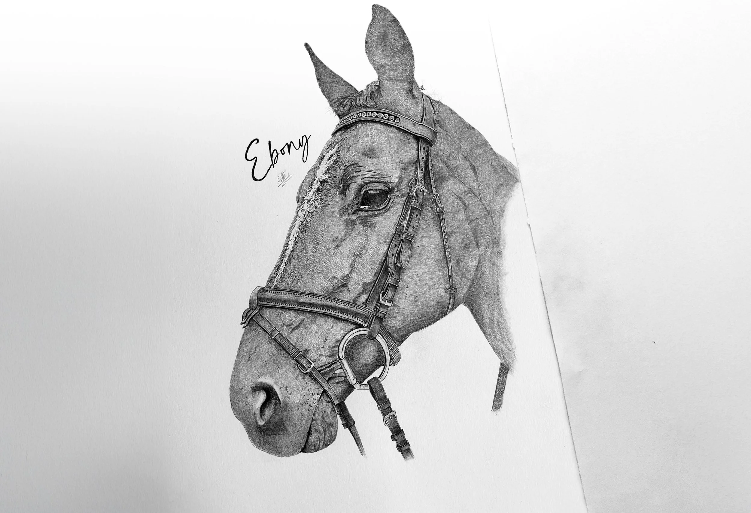 Detailed hand-drawn pet portrait graphite pencil drawing of a horse's head with a bridle, labeled 'Ebony' in cursive script font.