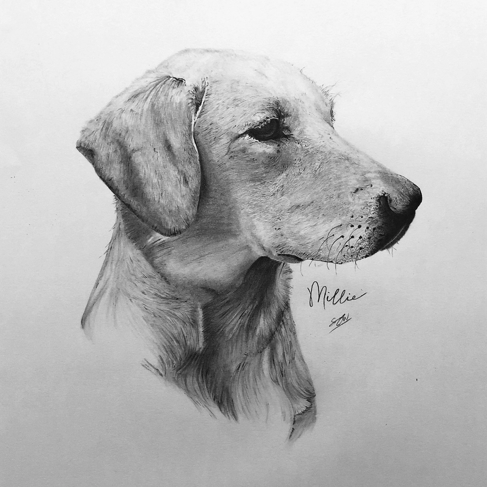 Detailed hand-drawn pet portrait graphite pencil drawing of a dog with floppy ears, looking to the right. The sketch includes detailed fur and facial features, with the name 'Millie' signed below.