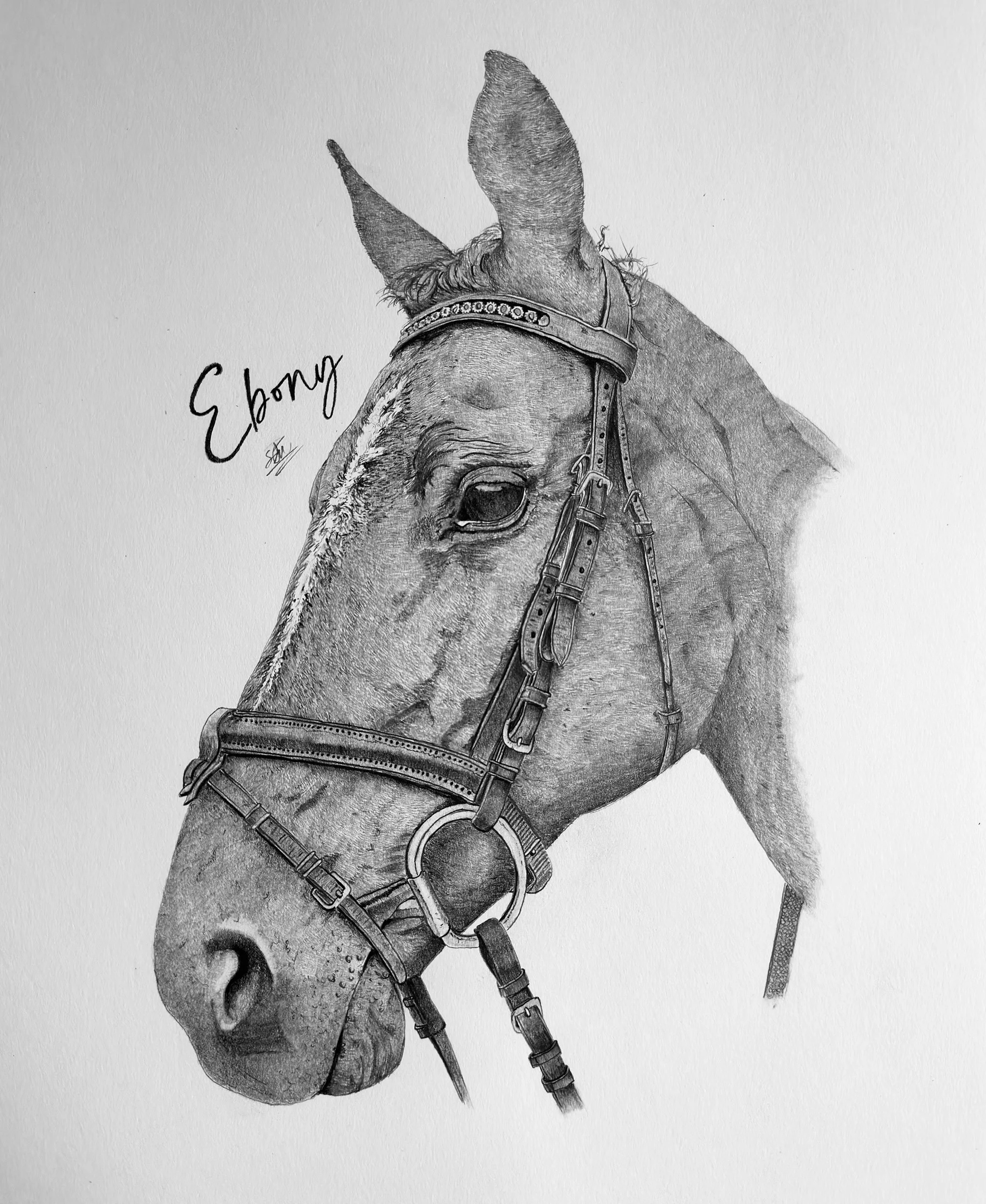 Detailed hand-drawn pet portrait graphite pencil drawing of a horse's head with a bridle, labeled 'Ebony' in cursive script font.