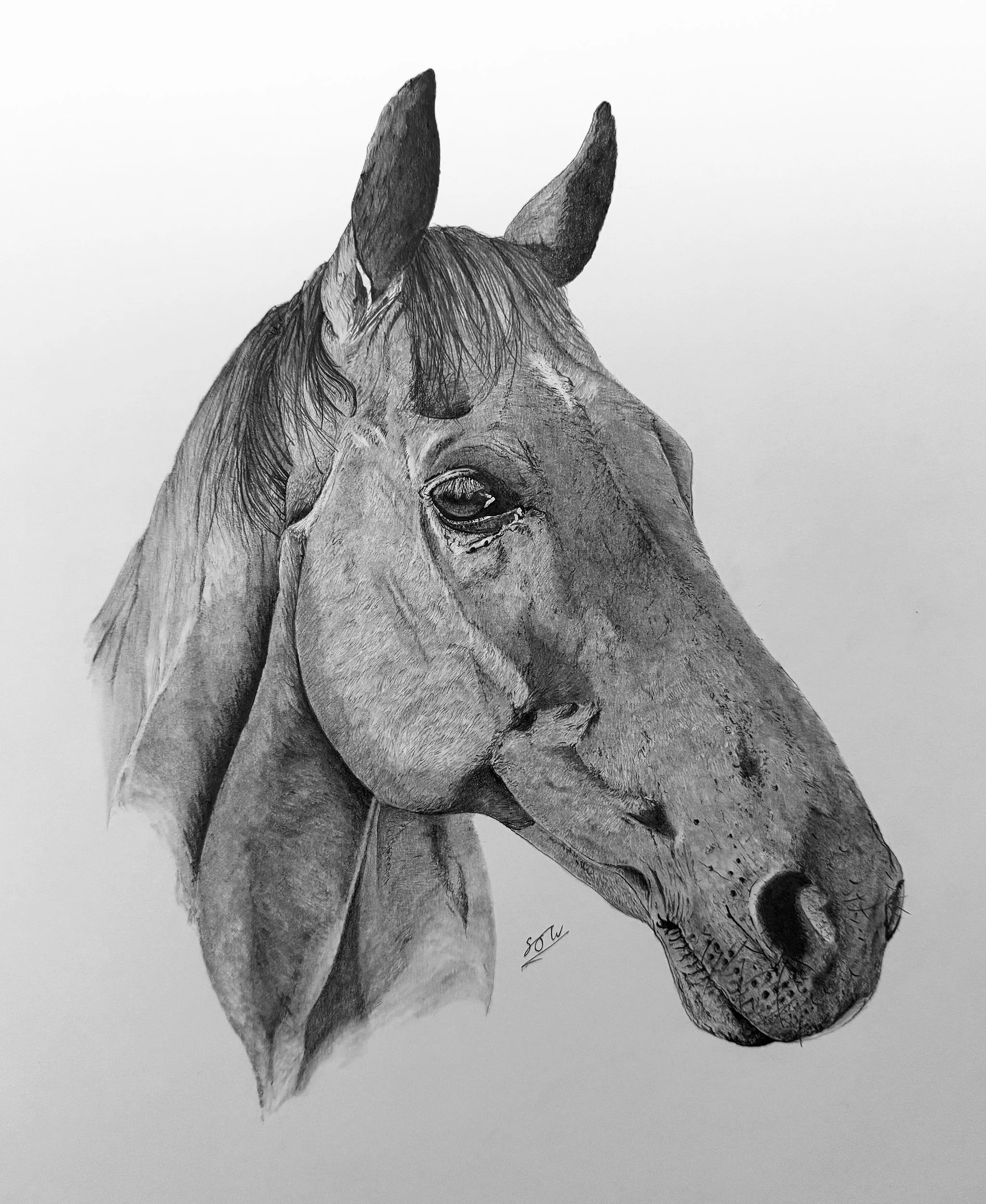 Detailed hand-drawn pet portrait graphite pencil drawing of a horse's head, showing detailed features and shading.