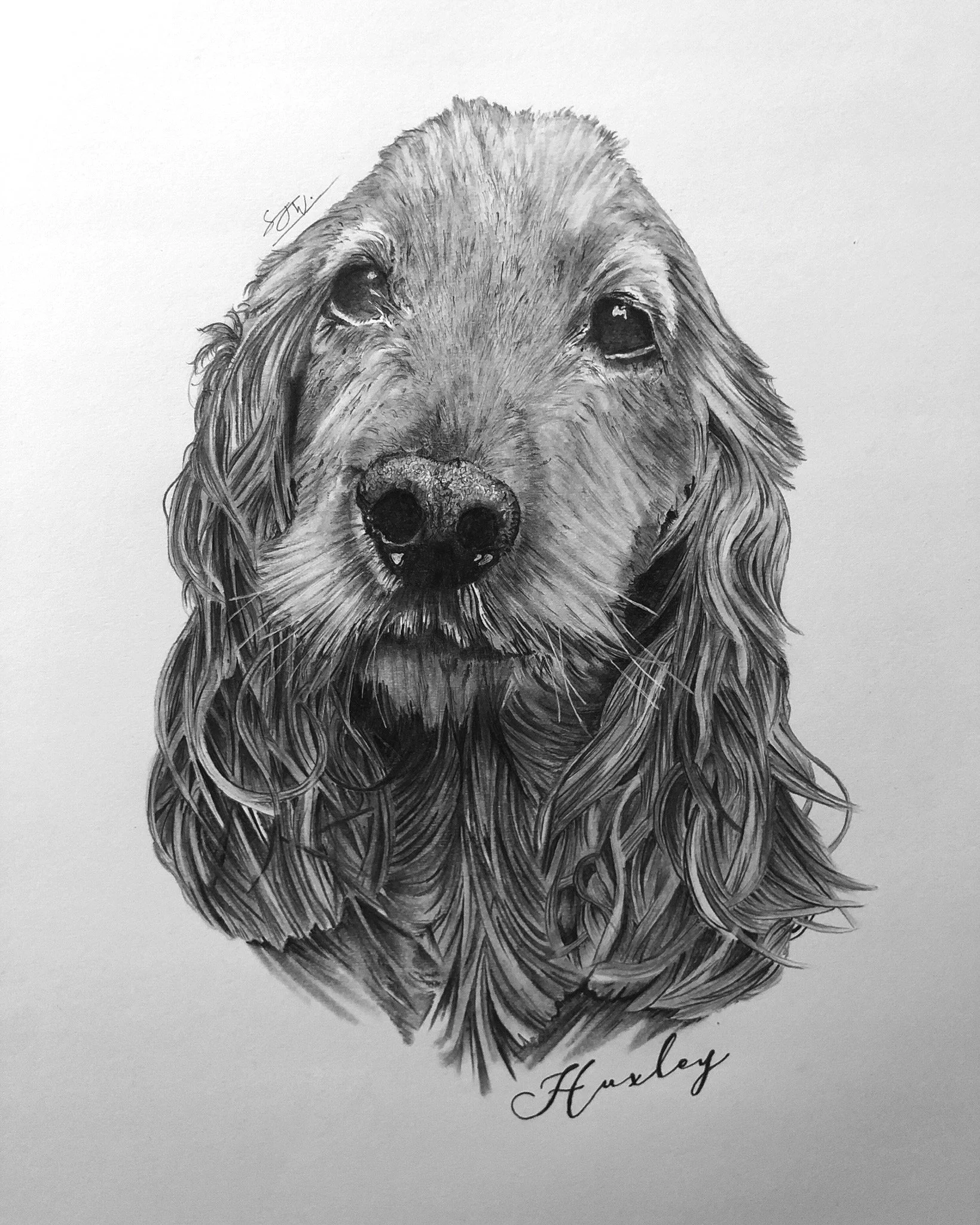 Detailed hand-drawn pet portrait graphite pencil drawing of a dog with long, curly fur, signed with the name 'Huxley' at the bottom right.