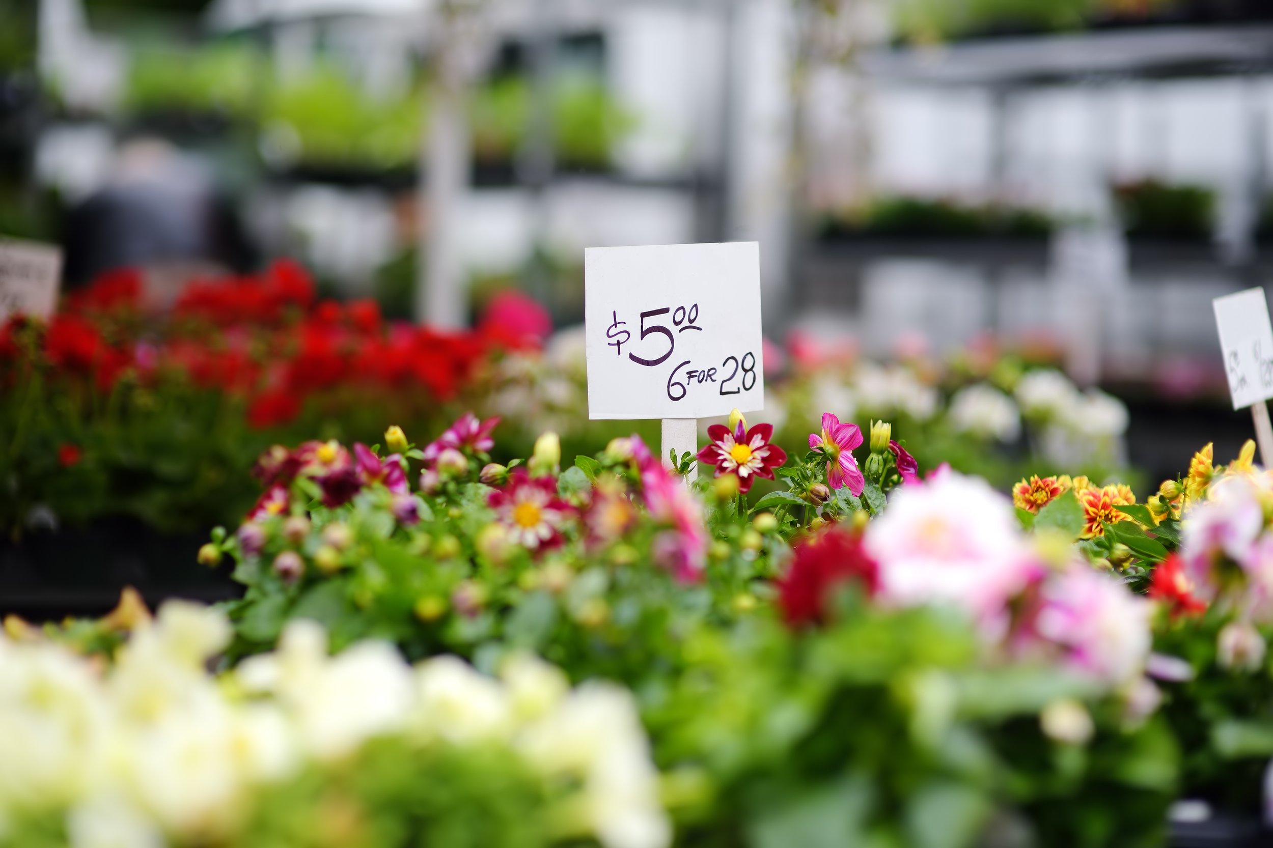 plants-in-garden-center-or-street-market-sale-of-2025-02-22-07-04-56-utc.jpg